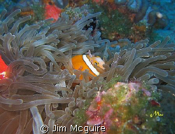 This little shrimp perched on the head of this two stripe... by Jim Mcguire 
